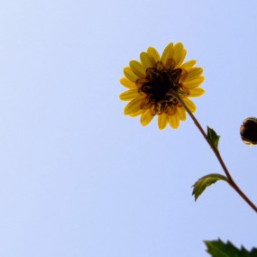 还是野菊花