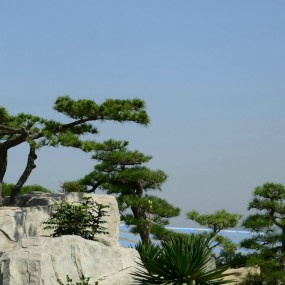 几棵树