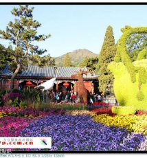 香山红叶