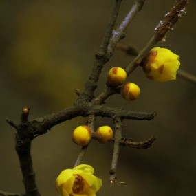 春早花枝俏