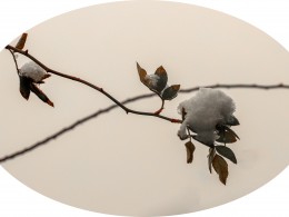 春的挽留