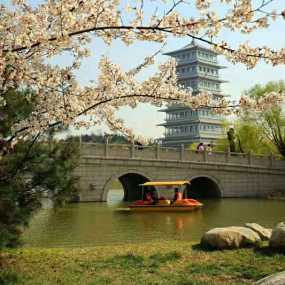 山樱烂漫