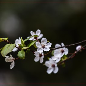 无名花