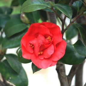 茶花