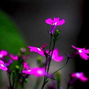水红色小花