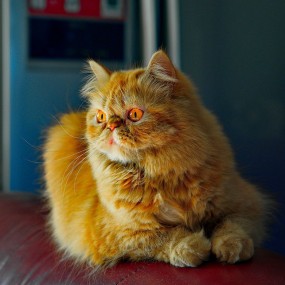 猫趣