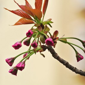 从花蕾到绽放