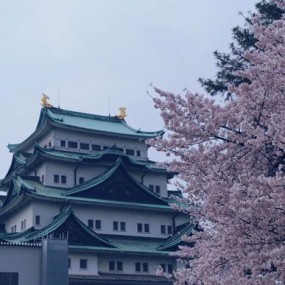 日本的樱花