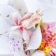英摄影师拍摄自然界神秘“变色物种”