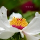 牡丹花盛开的季节